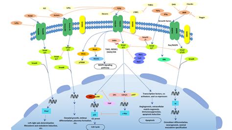 tgf-beta|TGF beta signaling pathway .